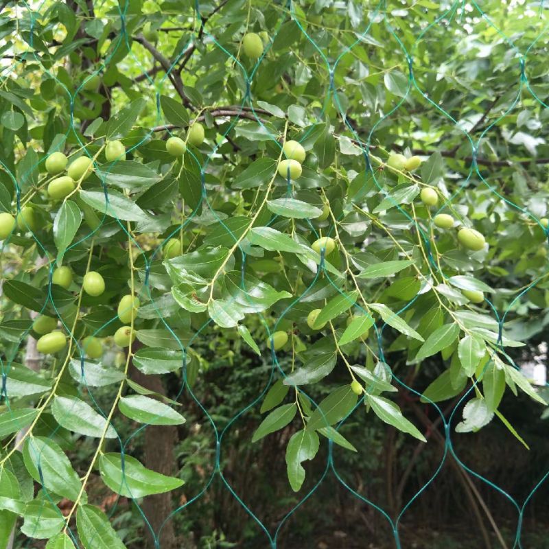 Extruded Bird Netting